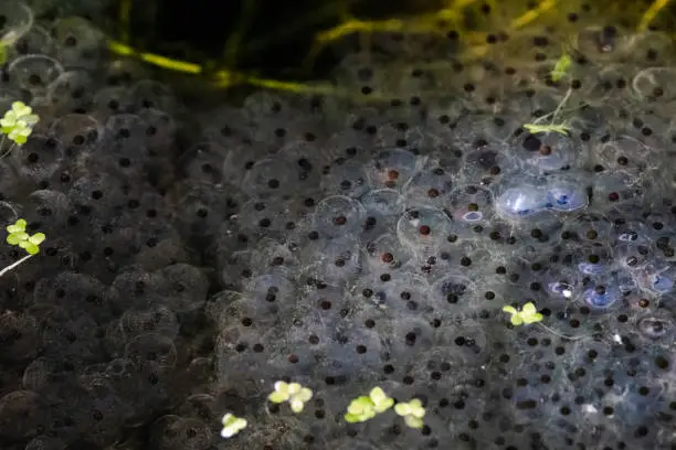 Frog eggs, frogspawn of the Common frogs (Rana temporaria)