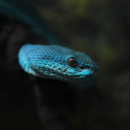 Trimeresurus Insularis. Trimeresurus (Cryptelytrops) . Close-Up Of Blue Snake . Blue viper snake ready to strike,  Close Up Of The Exotic And Venomous Viper Snake Blue Insularis. snake eyes. venomous male snake on black background
