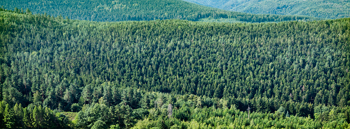 panorama picture with endless pine forests in landscape of vosges mountains in france