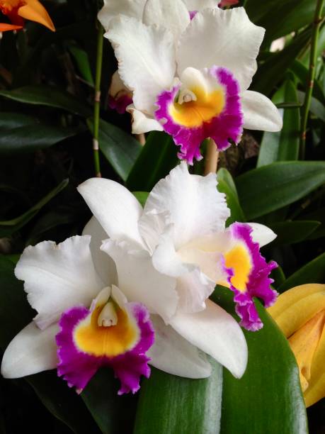 istock White orchid with purple and orange center 1410624001