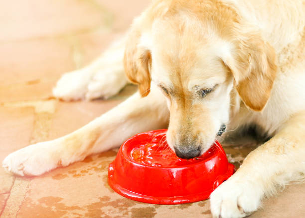 istock Golden Retriever drinking water from a bowl 1410624173