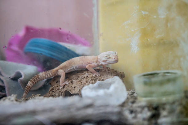 istock Lizard on stones in terratium. Exotic pets 1410625911