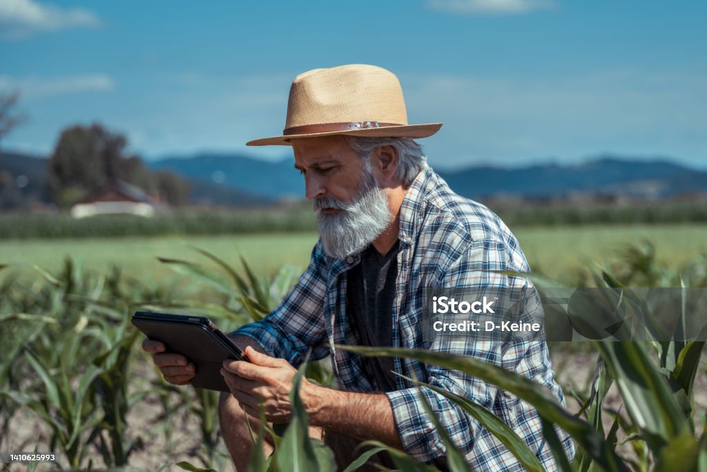 Farmer Senior farmer in corn field with digital tablet Agriculture Stock Photo