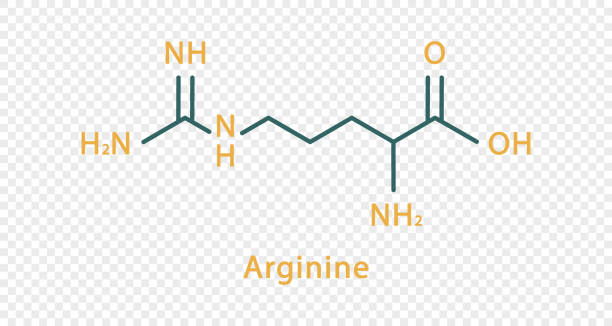 wzór chemiczny argininy. wzór strukturalny chemiczny argininy wyizolowany na przezroczystym tle. - molecule amino acid arginine molecular structure stock illustrations