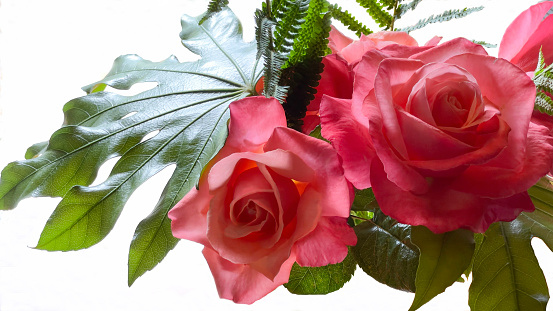 Pink Roses and foliage against a white background.