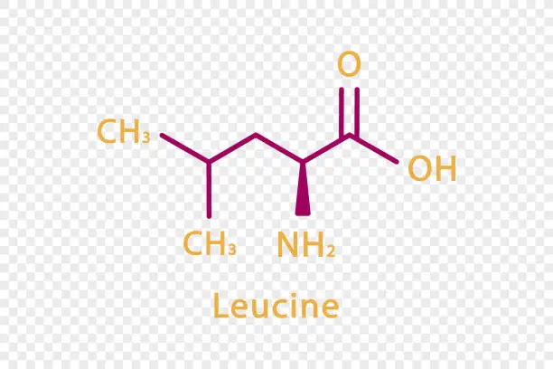Vector illustration of Leucine chemical formula. Leucine structural chemical formula isolated on transparent background.