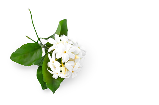 Flowering jasmine branch with flowers and leaves isolated on white background with copy space.