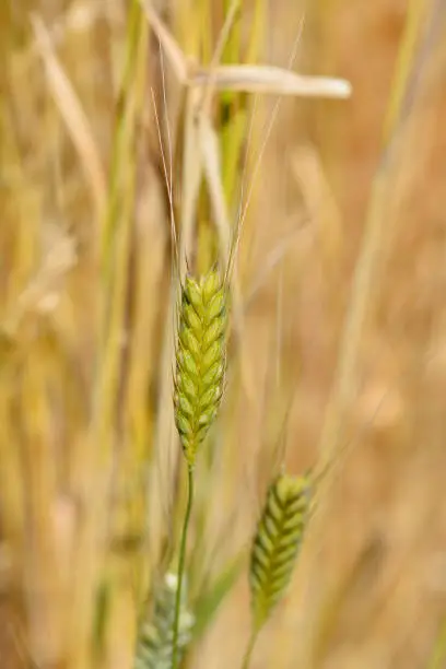 Einkorn wheat - Latin name - Triticum boeoticum