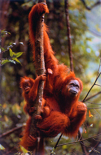 This orangutan is an important animal in Tanjung Puting National Park, Central Kalimantan, Indonesia. some are orangutans that will be released into their habitat.