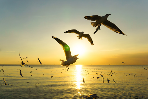 silhouette bird Seagulls over the sea during sunset golden light