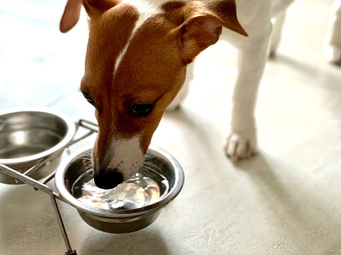 Super Cute Pedigree Smooth Fox Terrier Dog Drinks Water out of His Outdoors Bowl. Happy Little Doggy Having Fun on the Backyard