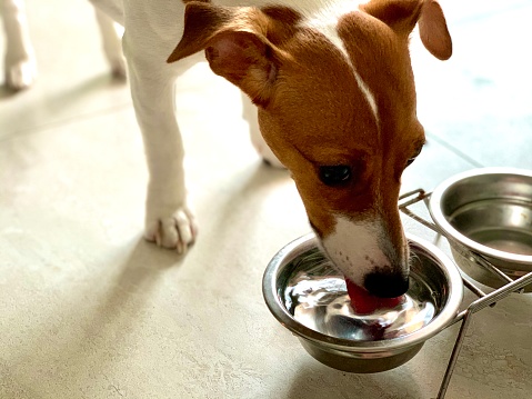 Dog drinks from a bowl of water