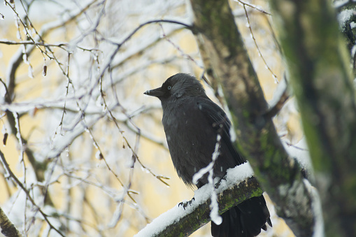 Jackdaw bird sitting on a tree branch, winter view