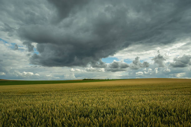 istock Huge wheat field and storm clouds in the sky 1410632155