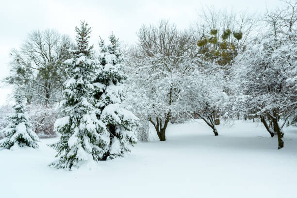 istock Trees in the park covered with snow 1410632161