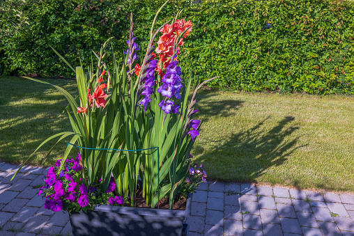 Beautiful garden view with gladiolus flower bed on sunny summer day.