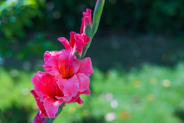 hermosa vista de cerca de flores de gladiolo rojo sobre hojas verdes borrosas en el fondo. - gladiolus flower white isolated fotografías e imágenes de stock