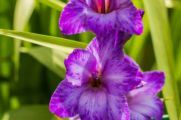 ぼやけた緑の葉の背景に紫色のグラジオラスの花のゴージャスなビューのクローズアップビュー。 - gladiolus orange flower isolated ストックフォトと画像