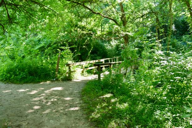 istock Hiking in the Summer Forest 1410635573