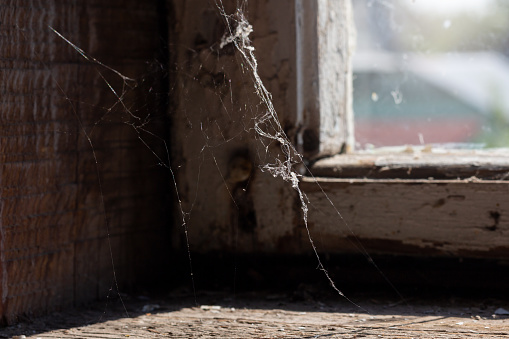 Cobwebs on an old window