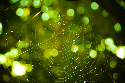 Spider web on green background, bokeh texture