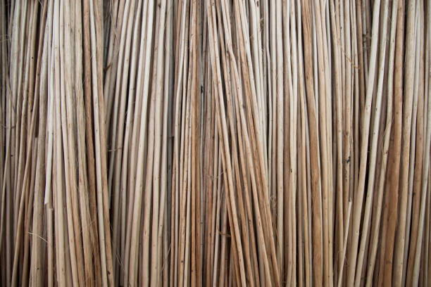 istock Rows and Rows of brown Jute Sticks Texture background of a field 1410638208