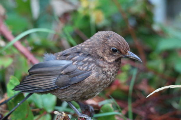 istock A baby Blackbird in a garden 1410640340