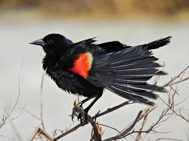 istock Red-winged Blackbird (Agelaius phoeniceus) - male perched on a branch 1410642182