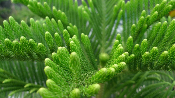 istock close-up, fresh, verdant, coniferous, cypress leaves 1410642435