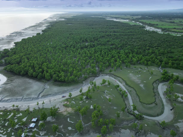 istock Beautiful Mangrove Area 1410642547