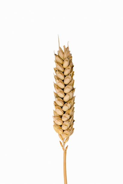 istock Ear of wheat isolated on white background. Top view. 1410643468