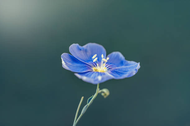 kwiat lnu lub linum perenne na naturalnym niebieskim tle - common flax zdjęcia i obrazy z banku zdjęć