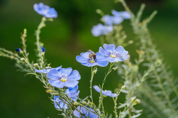 istock Blue flax flowers on green background 1410643800
