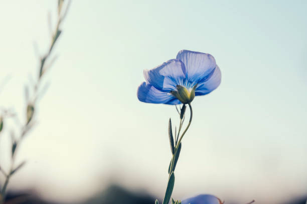 Beautiful single flux flower aginst blue sky. Linum perenne. Creative toning. Natural floral background