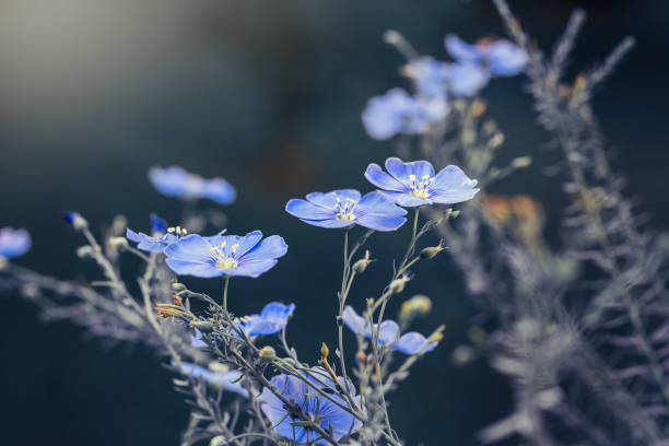 niebieskie kwiaty lnu na niebieskim tle - common flax zdjęcia i obrazy z banku zdjęć