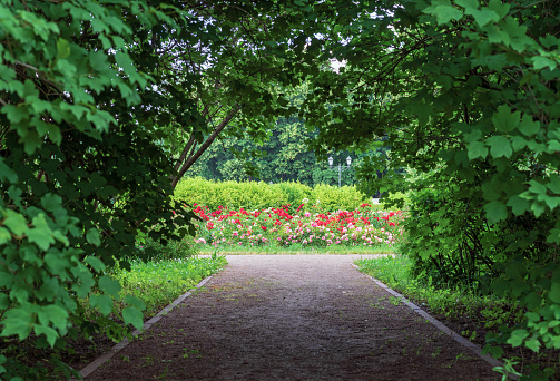 Walking path under dense tree branches with a perspective on a flower bed with roses.