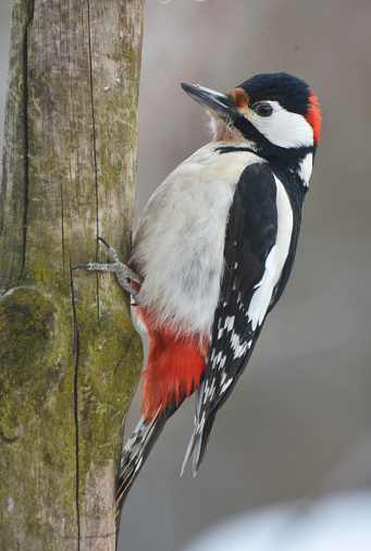 In the wild on a tree trunk the big motley woodpecker (Dendrocopos major)