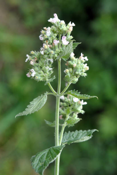 blühende melisse (melissa officinalis) blüten - lemon balm stock-fotos und bilder