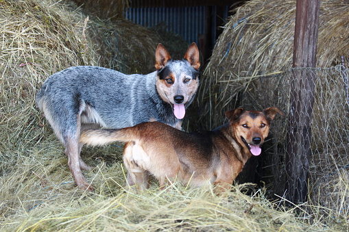 Australian Cattle dog and Kelpie playing on grass bales