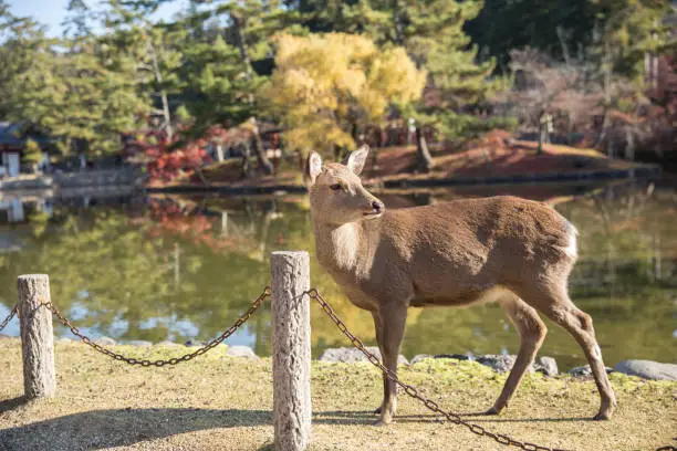 Photo of Wild Deer in Nara Park popular travel location in Kansai region of Japan.