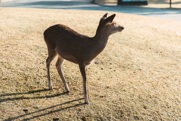 Photo of Wild Deer in Nara Park popular travel location in Kansai region of Japan.