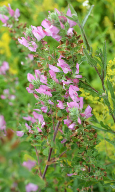 istock In nature, ononis spinosa grows among grasses 1410647412