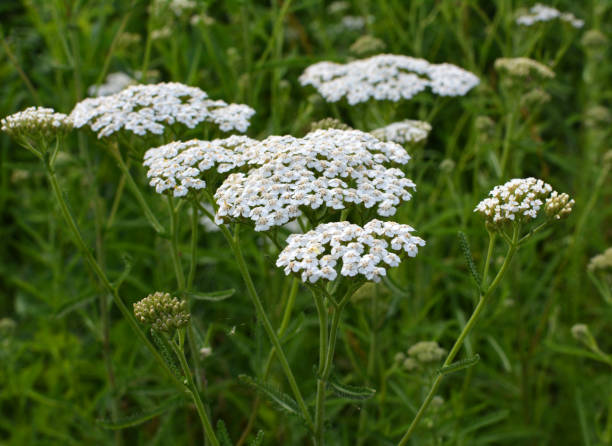 istock Yarrow (Achillea) blooms naturally in the grass 1410647815