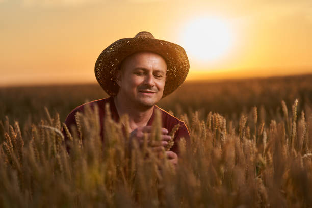 istock Farmer at sunset in the wheat field at sunset 1410648110