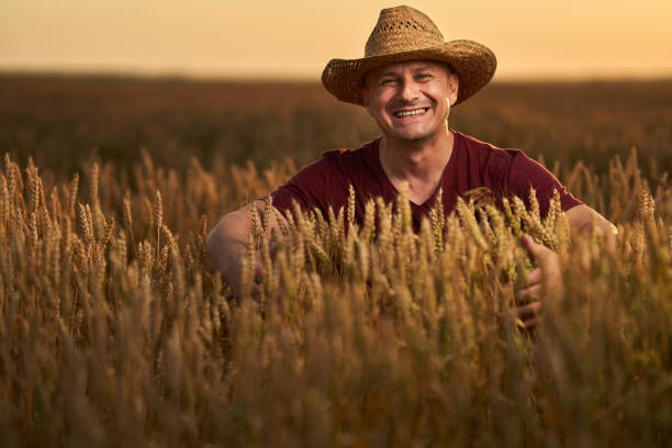 istock Farmer at sunset in the wheat field at sunset 1410648112