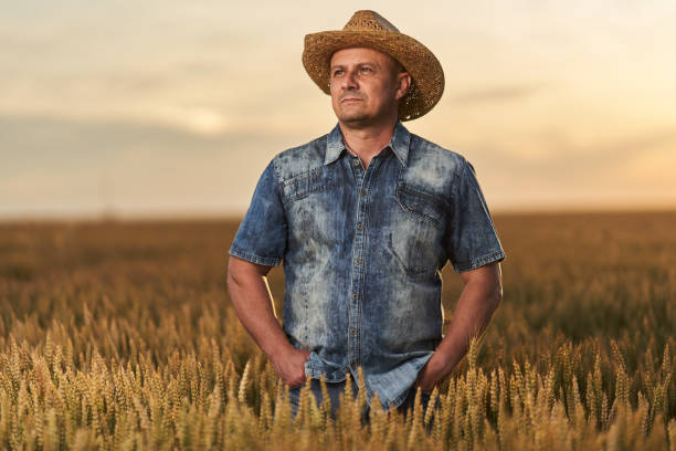 Farmer at sunset in the wheat field at sunset stock photo