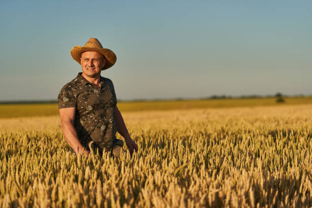 istock Farmer at sunset in the wheat field at sunset 1410648138