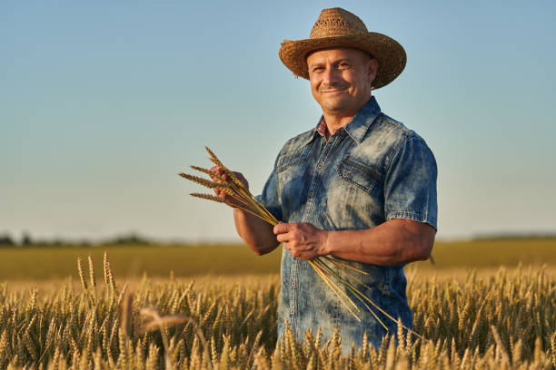 istock Farmer at sunset in the wheat field at sunset 1410648140