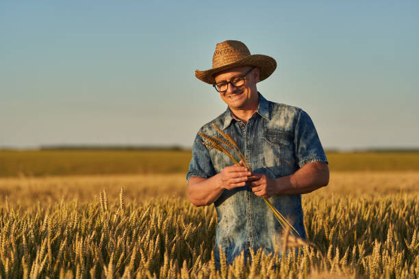 istock Farmer at sunset in the wheat field at sunset 1410648146