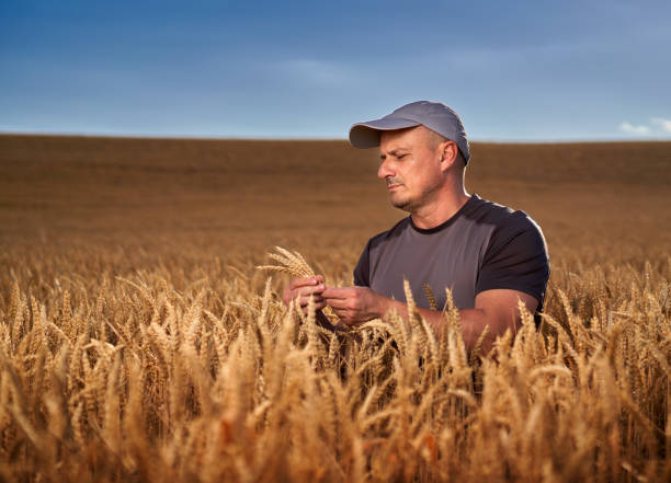 istock Happy farmer in a wheat field 1410648212